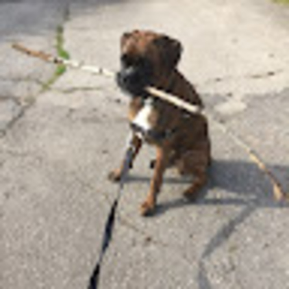 Meet your Posher, Tess